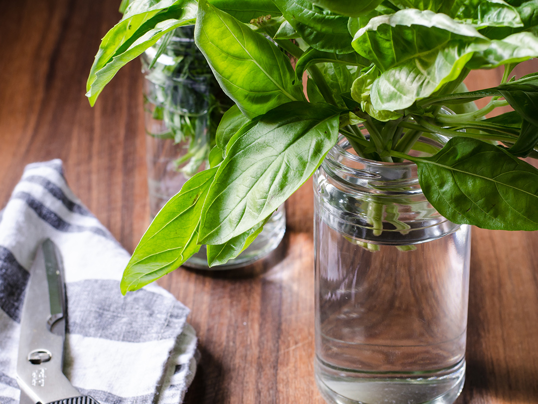 Lazy Sundays How to Store and Hydroponically Root Basil Chic Eats