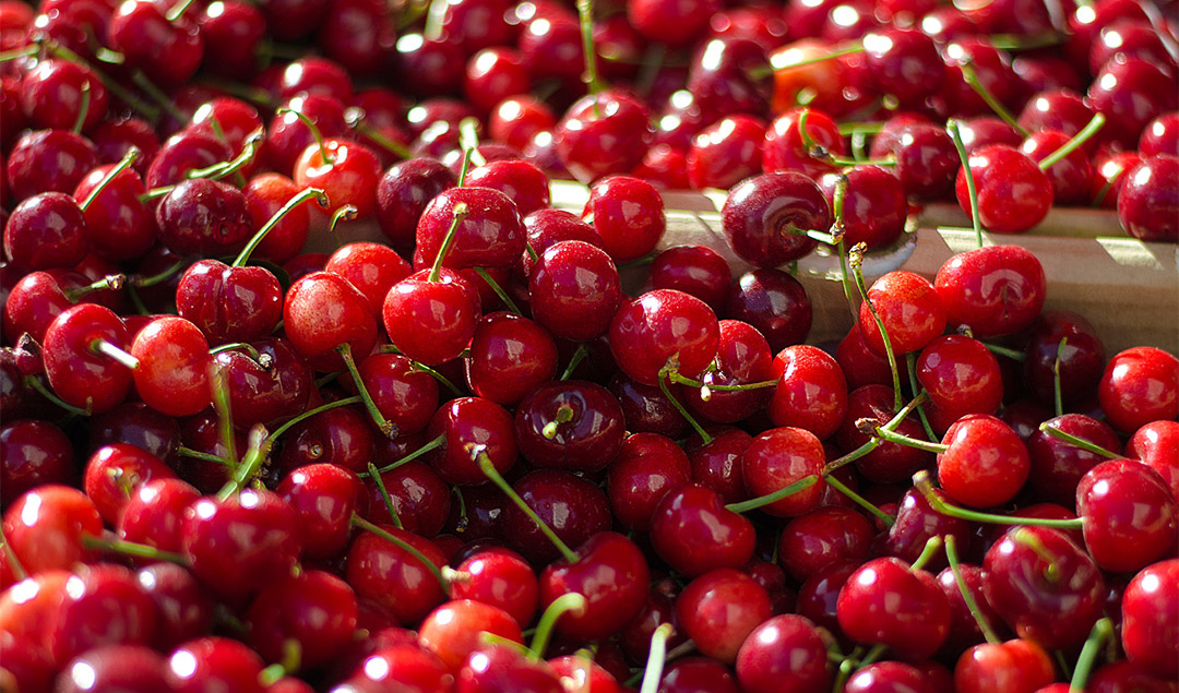 cherries bitter two farm stands nations