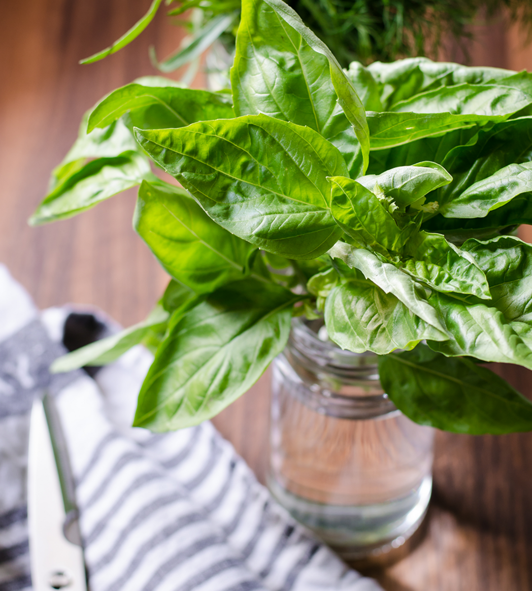 Storing and Preserving Hydroponic Basil