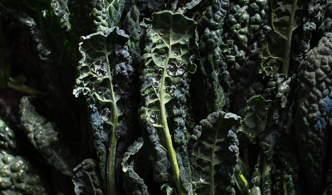 Washed Coleman Family Farms kale with droplets of water.