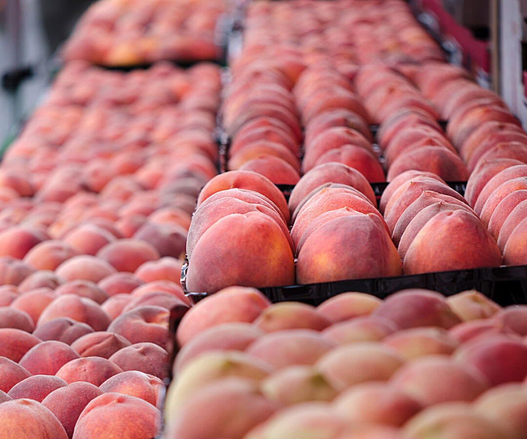 Peaches from Regier Family Farms at the Santa Monica Farmers Market.