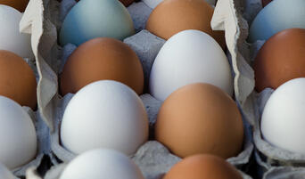 Eggs from JF Organic Farms at the Santa Monica Farmers Market.