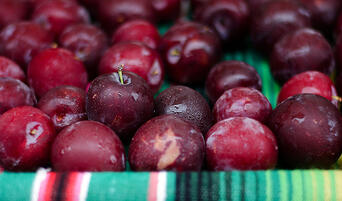 Santa Rosa plums from Windrose Farm at the Santa Monica Farmers Market.