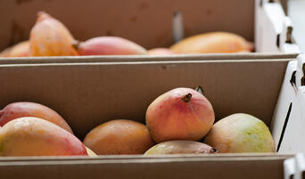 Mangoes from Wong Farms at the Santa Monica Farmers Market