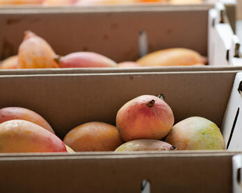 Mangoes from Wong Farms at the Santa Monica Farmers Market